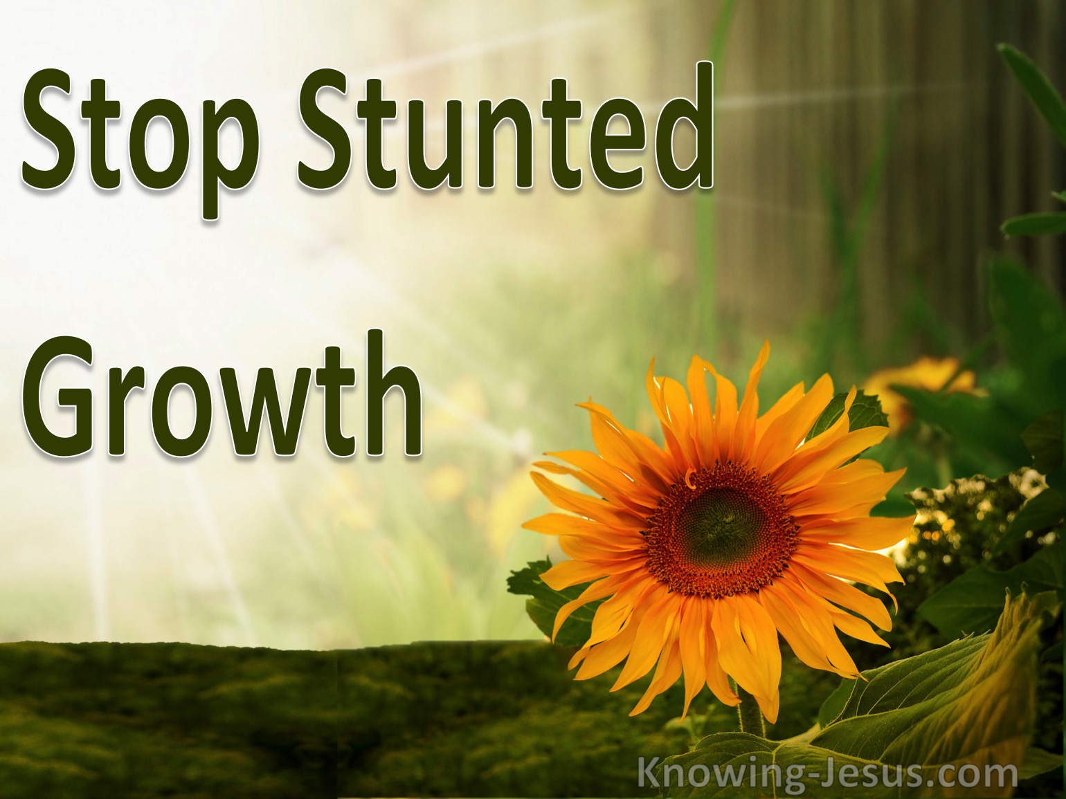 Stop Stunted Growth Growing In Grace 5 stop-stunted-growth-growing-in-grace-5